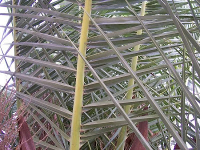 Canary Palm Canary Palm