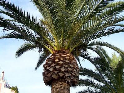 Canary Palm Canary Palm