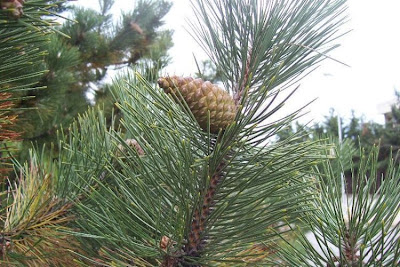 Corsican pine Corsican pine