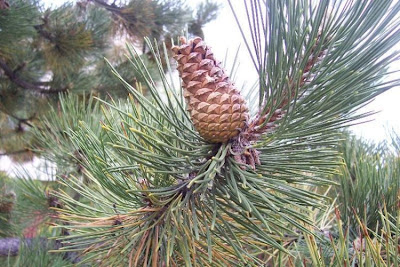 Corsican pine Corsican pine