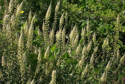 Erba ruchetta