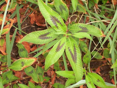 Erva-de-bicho-pruinosa