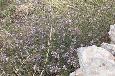 European plumbago
