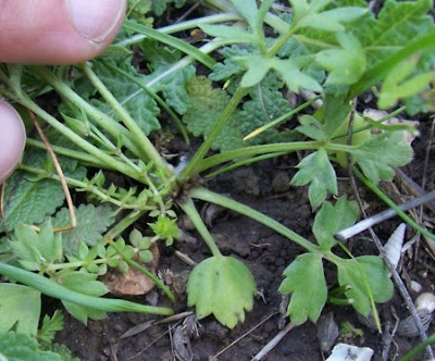 Ranunculus flabellatus,
Ranuncolo paludoso,
Water Yellow Crowfoot