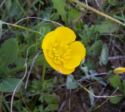 Ranunculus flabellatus,
Ranuncolo paludoso,
Water Yellow Crowfoot