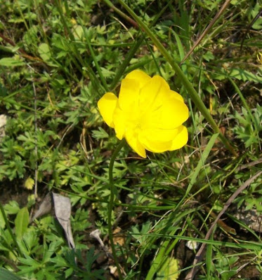 Ranunculus flabellatus,
Ranuncolo paludoso,
Water Yellow Crowfoot