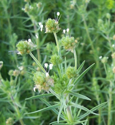 Flohkraut