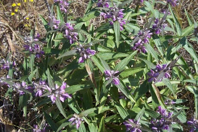 Phlomis herba-venti L.