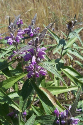 Phlomis herba-venti L.