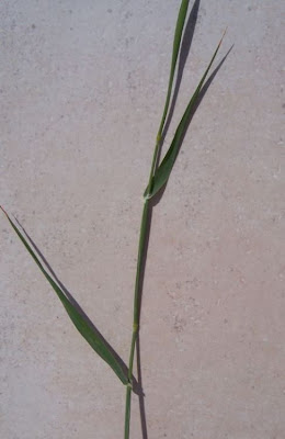 Alpista