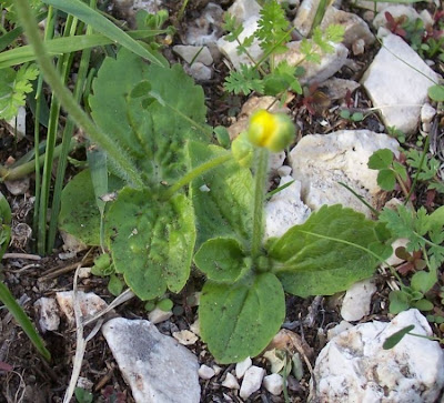 Ranunculus bullatus,
Autumn Buttercup,
Ranuncolo rosulato