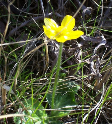 Ranunculus bullatus,
Autumn Buttercup,
Ranuncolo rosulato