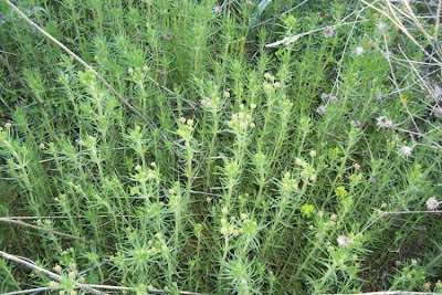 Flohkraut