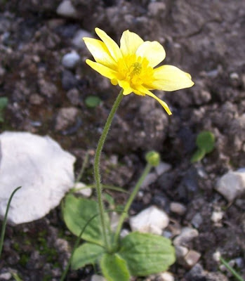 Ranunculus bullatus,
Autumn Buttercup,
Ranuncolo rosulato