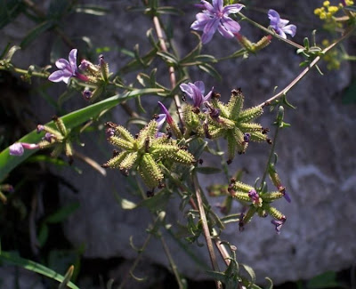 European plumbago