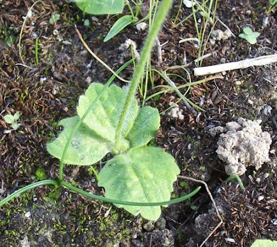 Ranunculus bullatus,
Autumn Buttercup,
Ranuncolo rosulato
