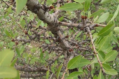 Almond-leaf Pear, Pyrus amygdaliformis Almond-leaf Pear, Pyrus amygdaliformis