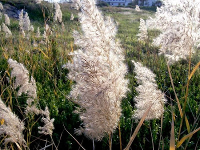 Common reed Common reed