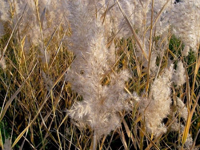 Common reed Common reed