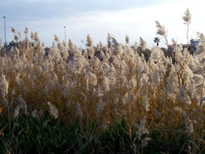 Common reed Common reed