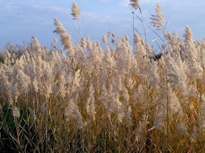 Common reed Common reed
