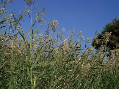 Common reed Common reed