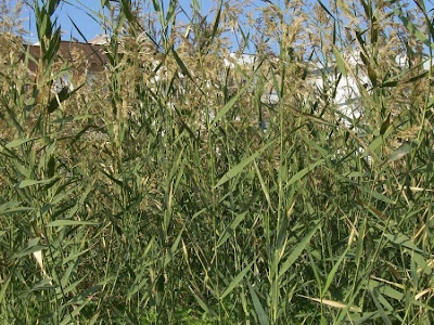 Common reed Common reed