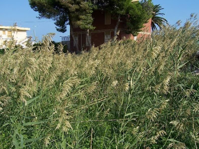 Common reed Common reed