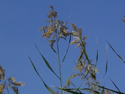 Common reed Common reed