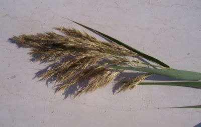 Common reed Common reed