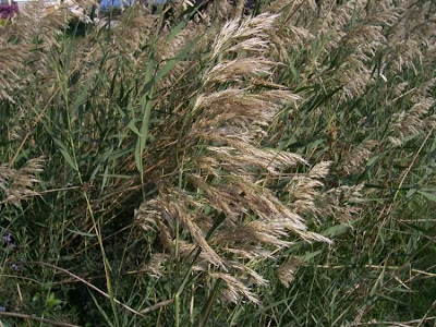 Common reed Common reed
