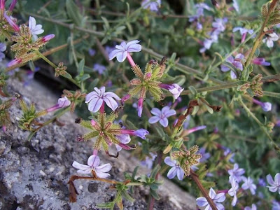 European plumbago