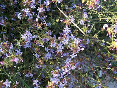 European plumbago