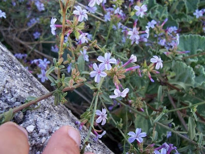 European plumbago