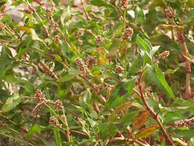 Erva-de-bicho-pruinosa