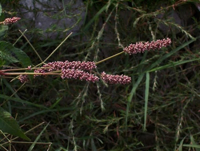 Erva-de-bicho-pruinosa