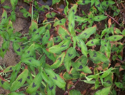 Erva-de-bicho-pruinosa