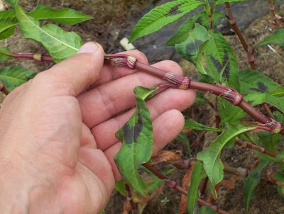 Erva-de-bicho-pruinosa
