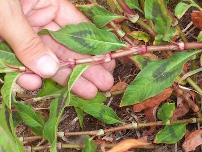 Erva-de-bicho-pruinosa