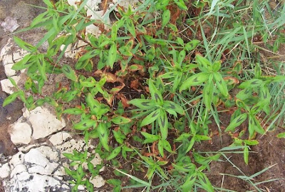 Erva-de-bicho-pruinosa