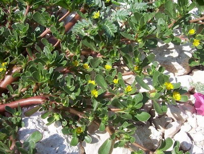 Verdolaga
