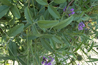 Arabian scurf-pea Arabian scurf-pea