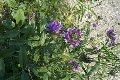 Arabian scurf-pea Arabian scurf-pea