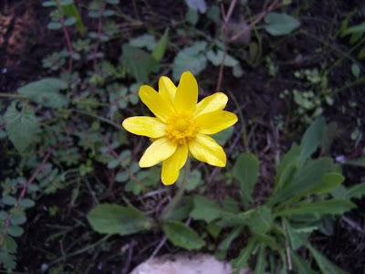Ranunculus bullatus,
Autumn Buttercup,
Ranuncolo rosulato