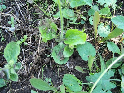 Ranunculus bullatus,
Autumn Buttercup,
Ranuncolo rosulato