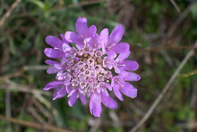 Escabiosa menor Escabiosa menor