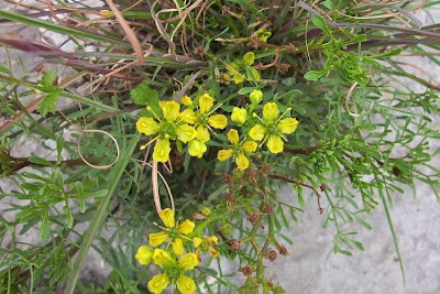 Common rue Common rue