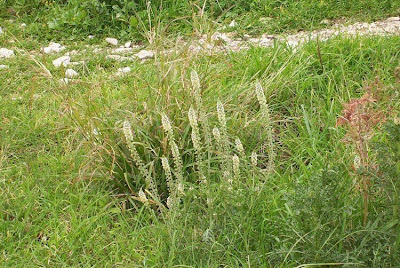 Erba ruchetta