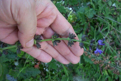 Salvia verbenaca L.