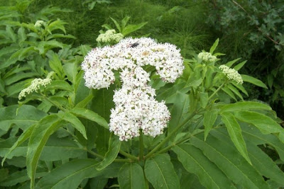 Danewort